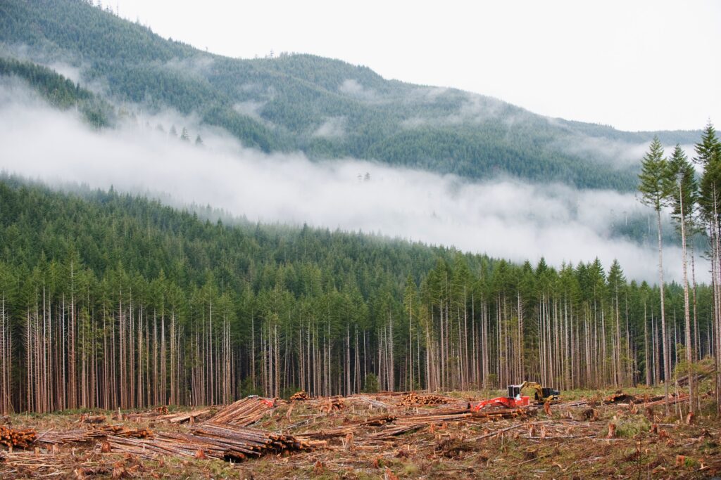 Deforestation