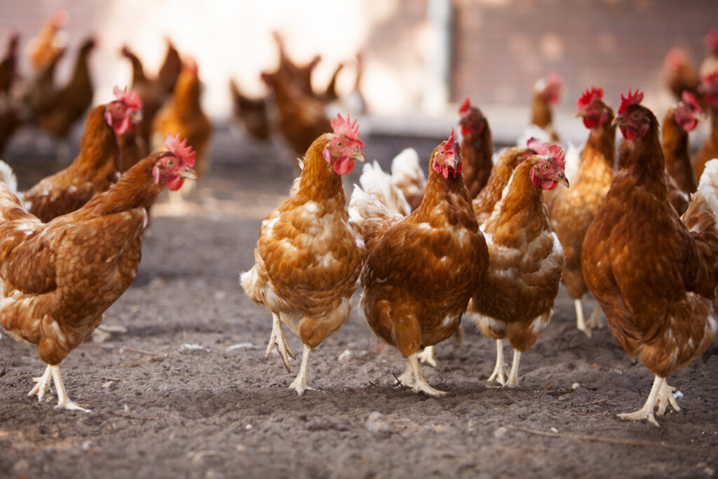 Chickens